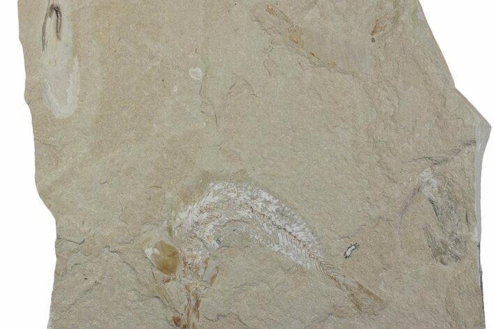 Cretaceous Soft-Bodied Squid with Shrimp & Fish Fossil - Lebanon #376356